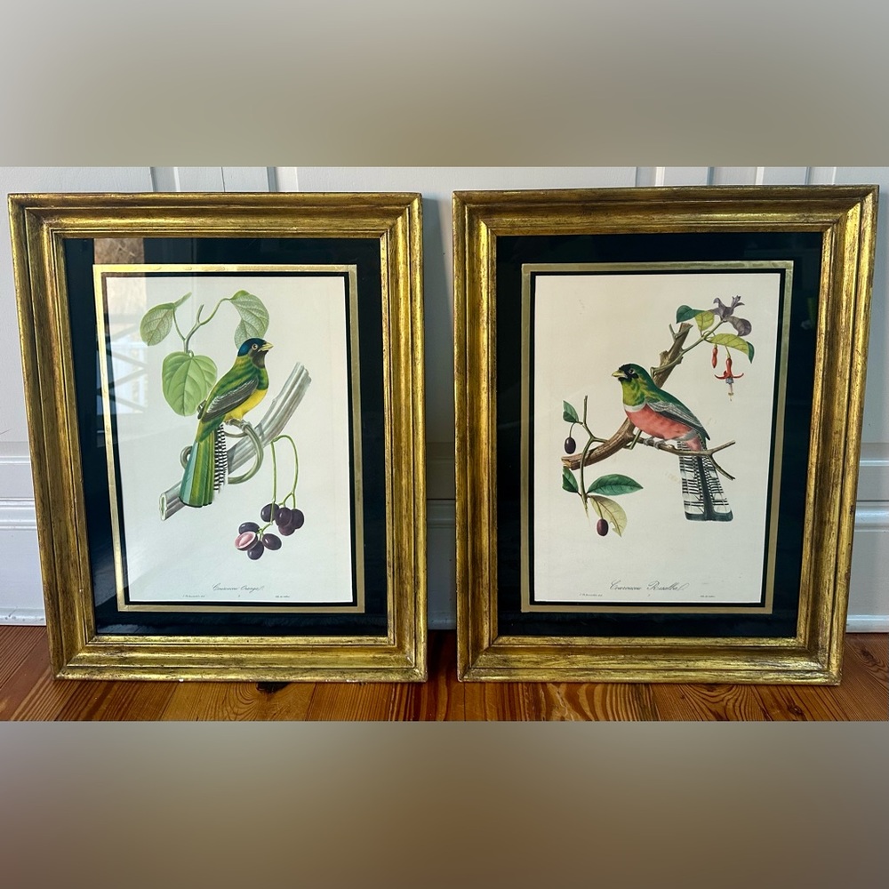 Pair of Beautiful Jean-Theodore Descourtilz (1796-1855)  Framed Bird Prints